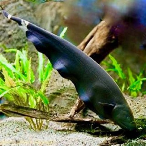 Apteronotus albifrons   Zwarte geest  M